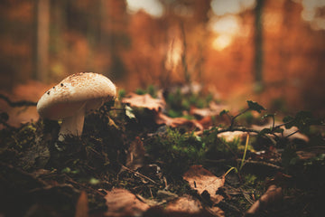 Otoño cosmetica natural terapias alternativas maminat