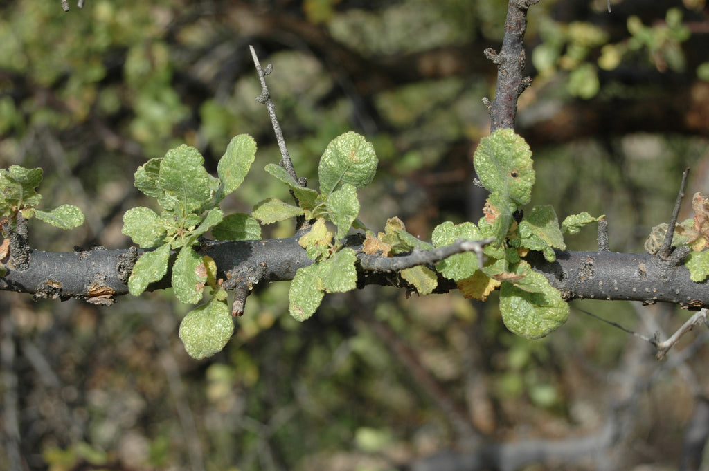 Aceite de mirra