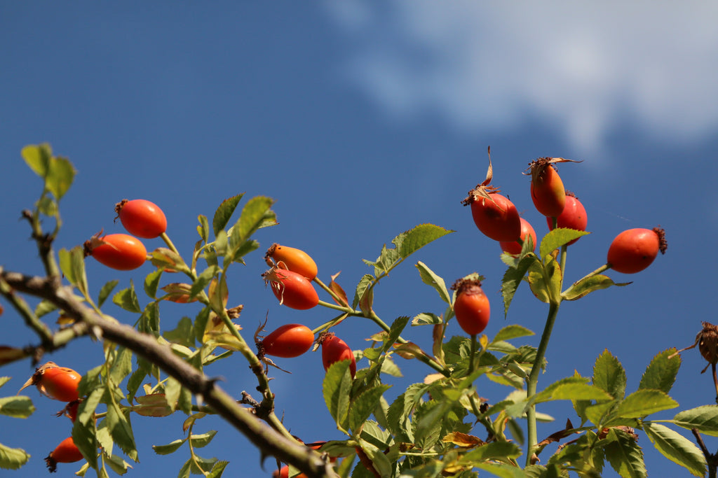 Aceite de rosa mosqueta