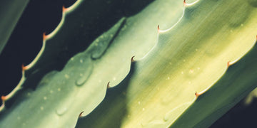 Aloe Vera beneficios maminat