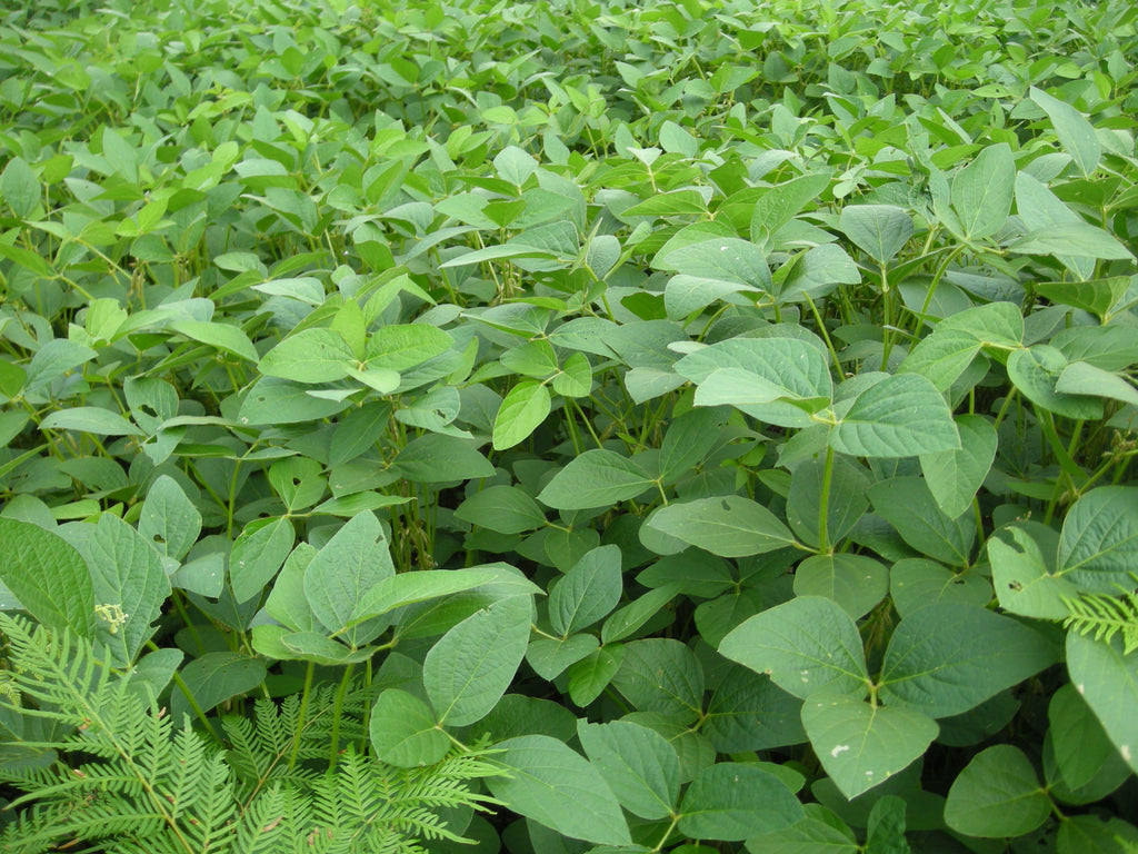 Proteína de soja hidrolizada