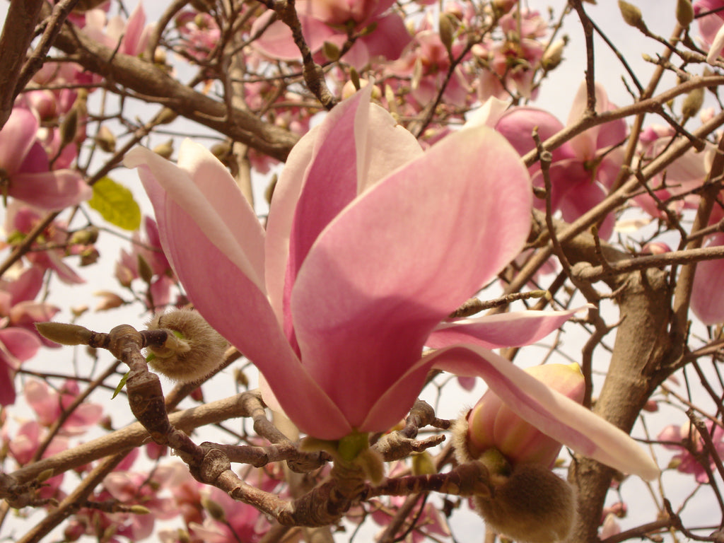 Magnolia