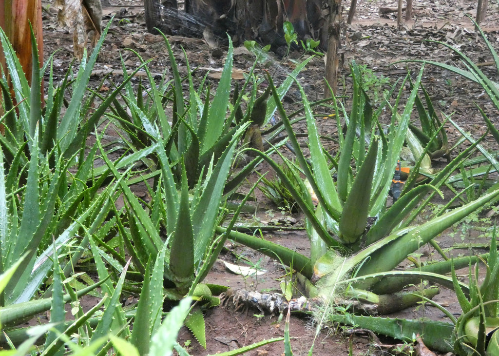 Jugo de aloe vera