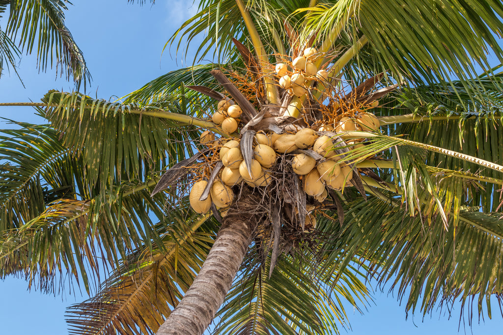 Glucósido de coco