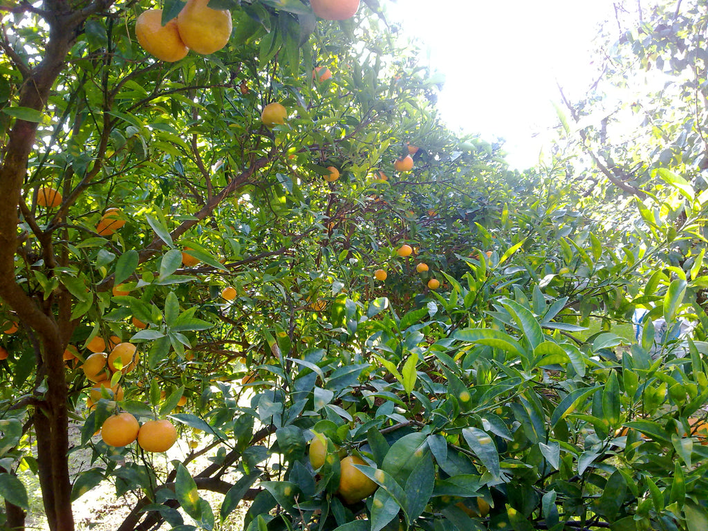 Aceite de mandarina