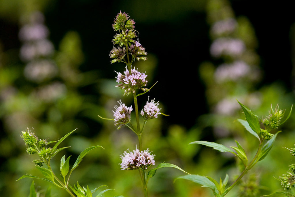 Aceite de menta piperita