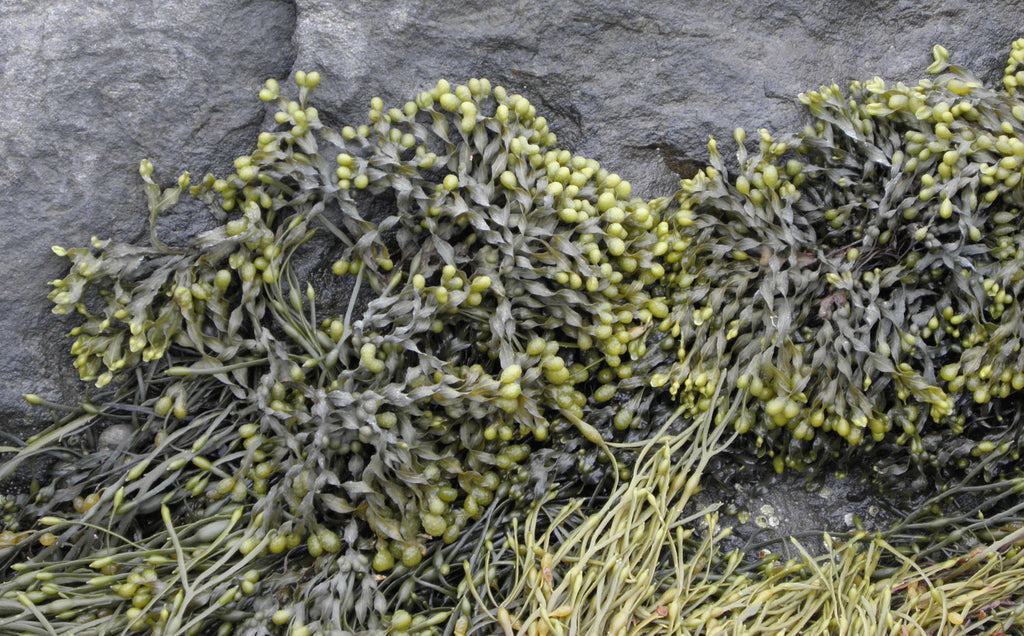 Alga fucus