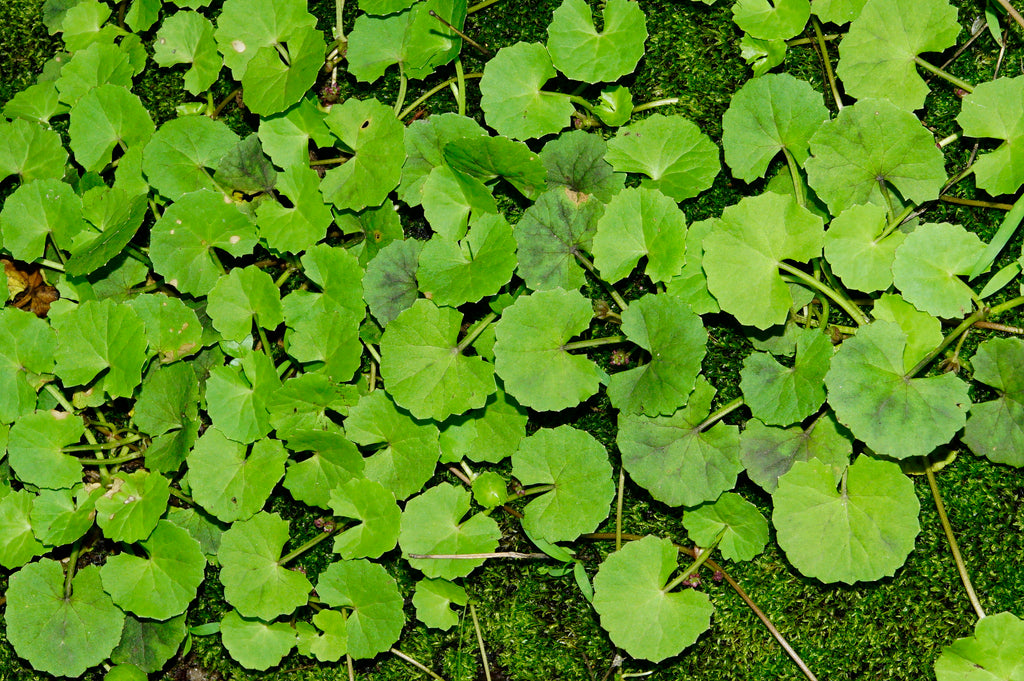 Centella asiática