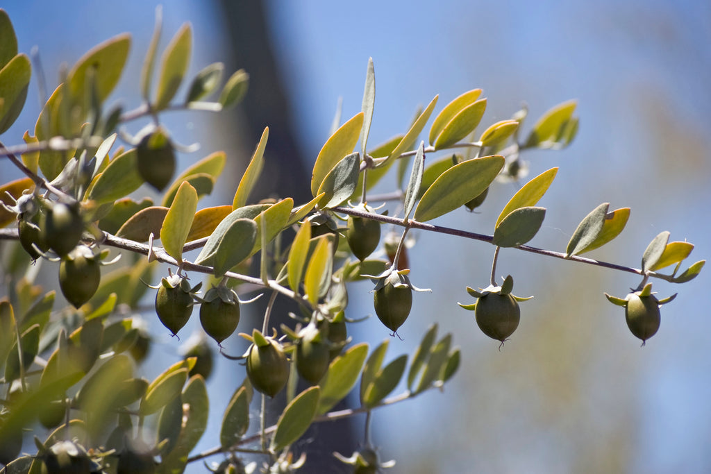 Aceite de jojoba