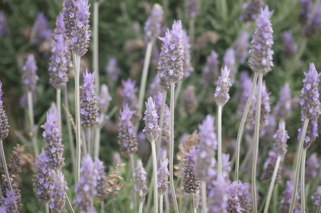 Aceite esencial de lavanda