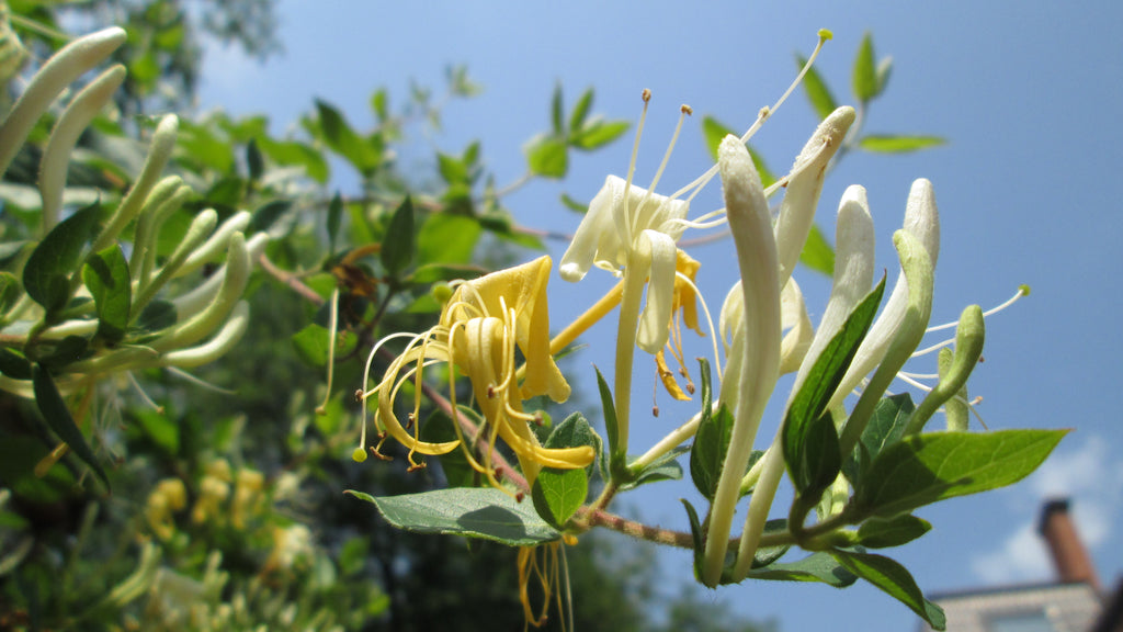 Aceite de ylang ylang