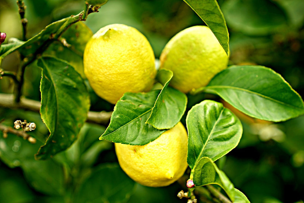 Limoneno