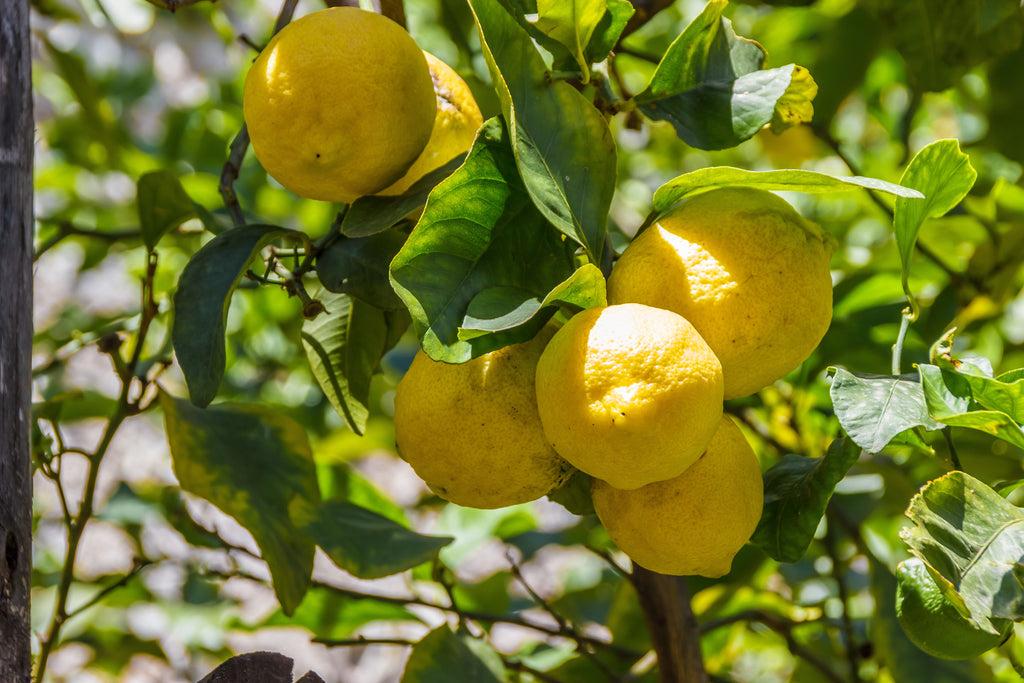 Aceite esencial de limón