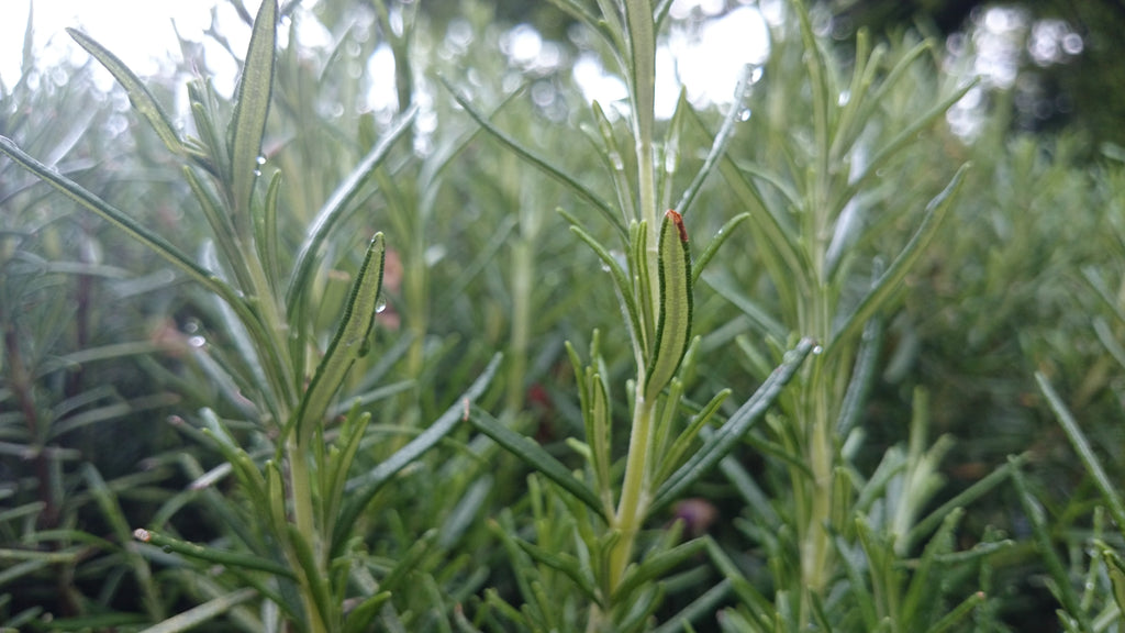 Aceite de hoja de romero